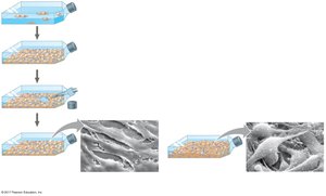 Anchorage and density-dependent inhibition in normal and cancer cells