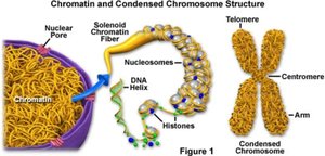 Chromatin and condensed chromosome structure