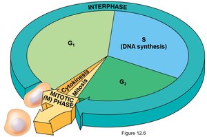 Cell cycle diagram showing interphase and mitotic phase