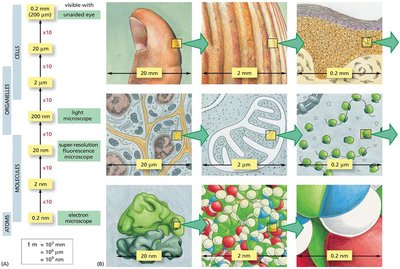 Scale of biological structures from atoms to cells
