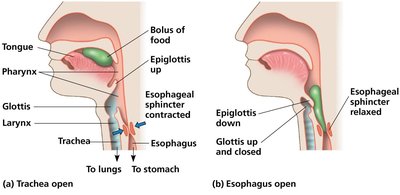 Swallowing and the epiglottis