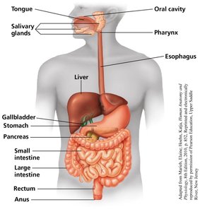 Accessory organs of digestion