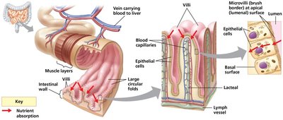 Nutrient absorption in the small intestine