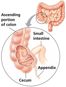 Junction of the small and large intestines
