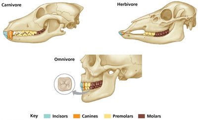 Dentition and diet