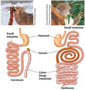 Alimentary canals of carnivore and herbivore