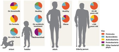 Variation in human gut microbiome at different life stages