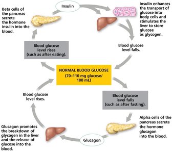 Homeostatic regulation of cellular fuel
