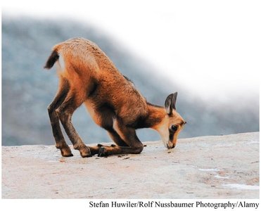 Table of vitamins and minerals