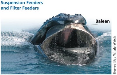 Suspension feeders and filter feeders (baleen whale)