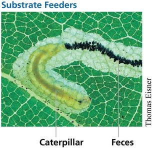 Substrate feeders (caterpillar)
