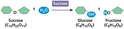 Enzymatic hydrolysis of sucrose