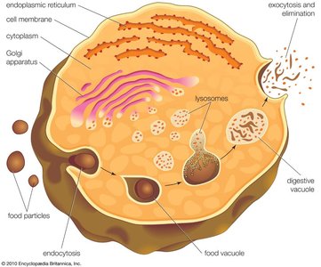 Intracellular digestion in a cell