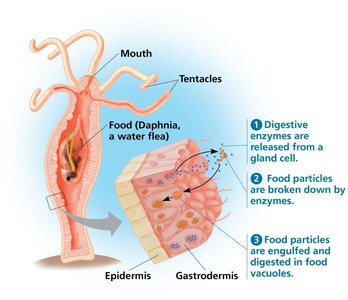 Extracellular digestion in a hydra