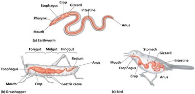 Variation in alimentary canals