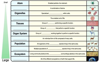 Hierarchy of biological organization