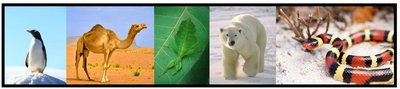 Adaptation and fitness