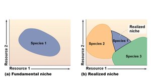 Diagram of fundamental and realized niche overlap among species