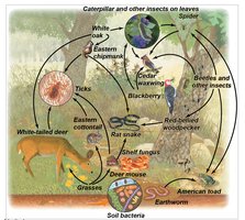 Example of a food web in a terrestrial ecosystem