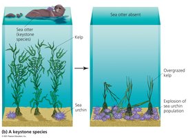 Diagram showing the effect of sea otter removal on kelp forest community