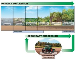 Diagram of primary and secondary succession