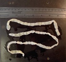 Tapeworm as an example of an internal parasite