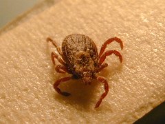Tick as an example of an external parasite