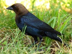 Brood parasite bird