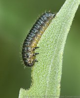 Caterpillar feeding on a leaf as an example of herbivory