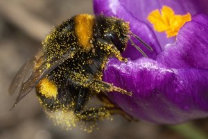 Bee pollinating a flower as an example of mutualism