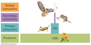 Trophic pyramid showing energy flow through trophic levels