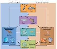 Diagram of aquatic and terrestrial food webs