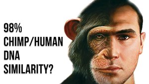 98% chimp/human DNA similarity