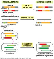 Diagram showing exon shuffling, transposition, and horizontal gene transfer