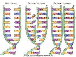 Purine and pyrimidine transitions and transversions