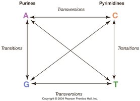 DNA sequence mutations: insertion, deletion, stop codon