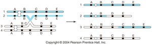 Transposon mechanism: copying and insertion
