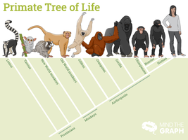 Primate tree of life