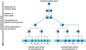 Globin gene family: duplication and divergence