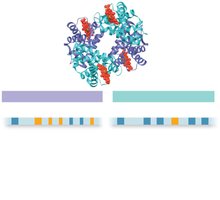 Human alpha and beta globin gene families
