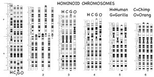 Chromosome inversion diagram