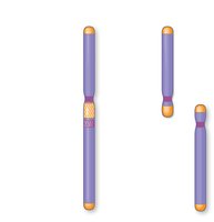 Comparison of human and chimpanzee chromosomes