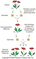 Polyploidy in plants: chromosome duplication and speciation