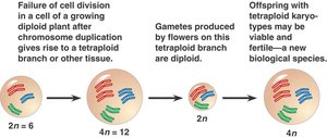 Polyploidy: chromosome duplication in cell division