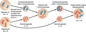 Inter-species cross-fertilization and meiotic errors leading to fertile hybrid