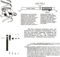 Homeobox gene structure and hybridization