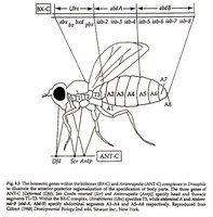 Drosophila homeotic genes specifying body segment identity