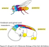 Temporal and spatial colinearity of Hox genes