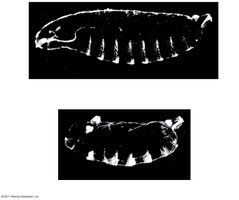 Wild-type and mutant Drosophila larva: Hox gene expression