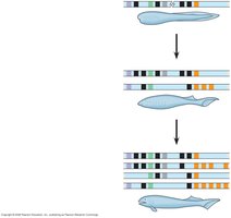 Evolution of vertebrates: Hox gene duplications